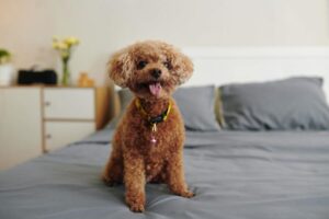 Cagnolino sul letto